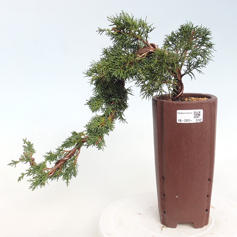 Bonsai für draußen - Juniperus chinensis Kishu