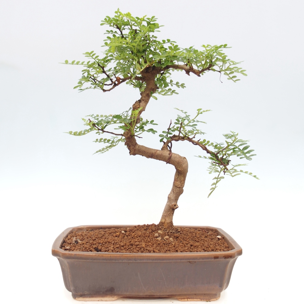 Zimmer Bonsai - Zantoxylum piperitum - Pfefferbaum
