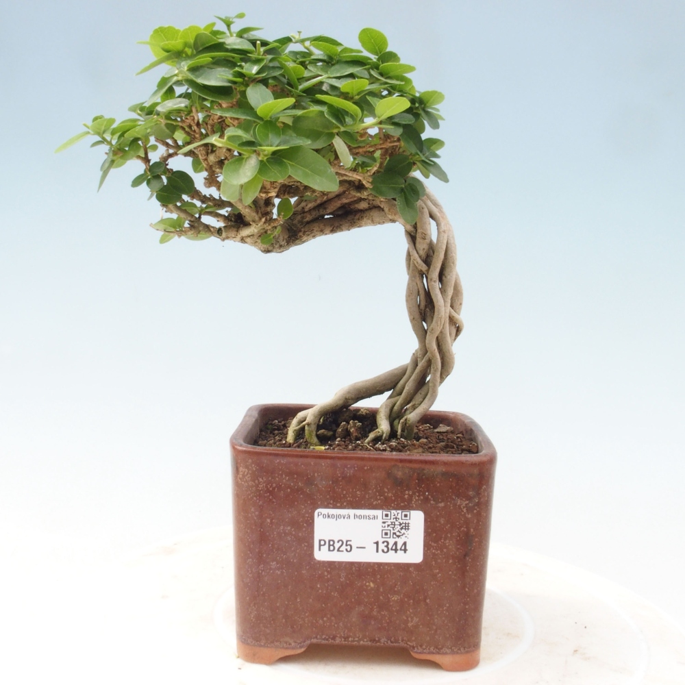 Zimmerbonsai - Premna serratifolia - Kozlovon kleinblättrig