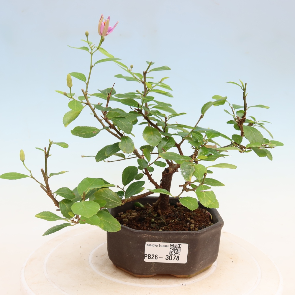 Zimmerbonsai – Grewia occidentalis – Lavendel-Sternblume