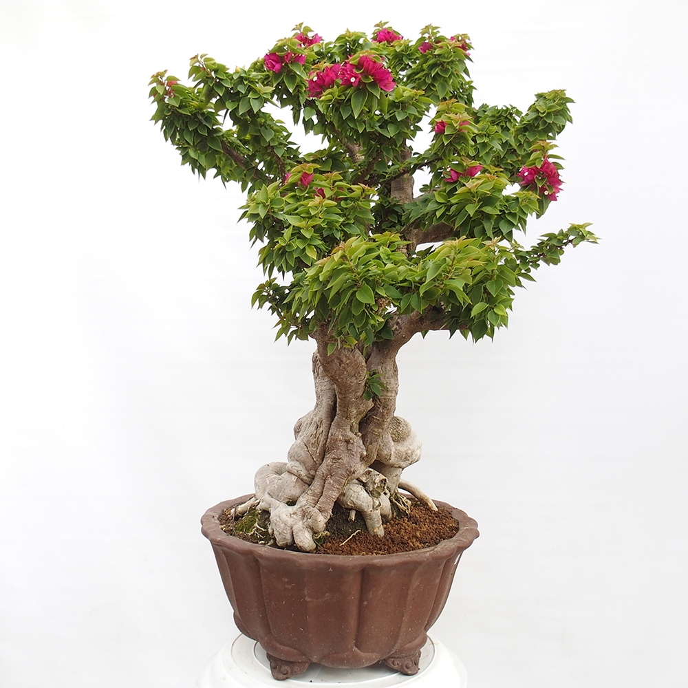 Zimmerbonsai - Bouganwilea