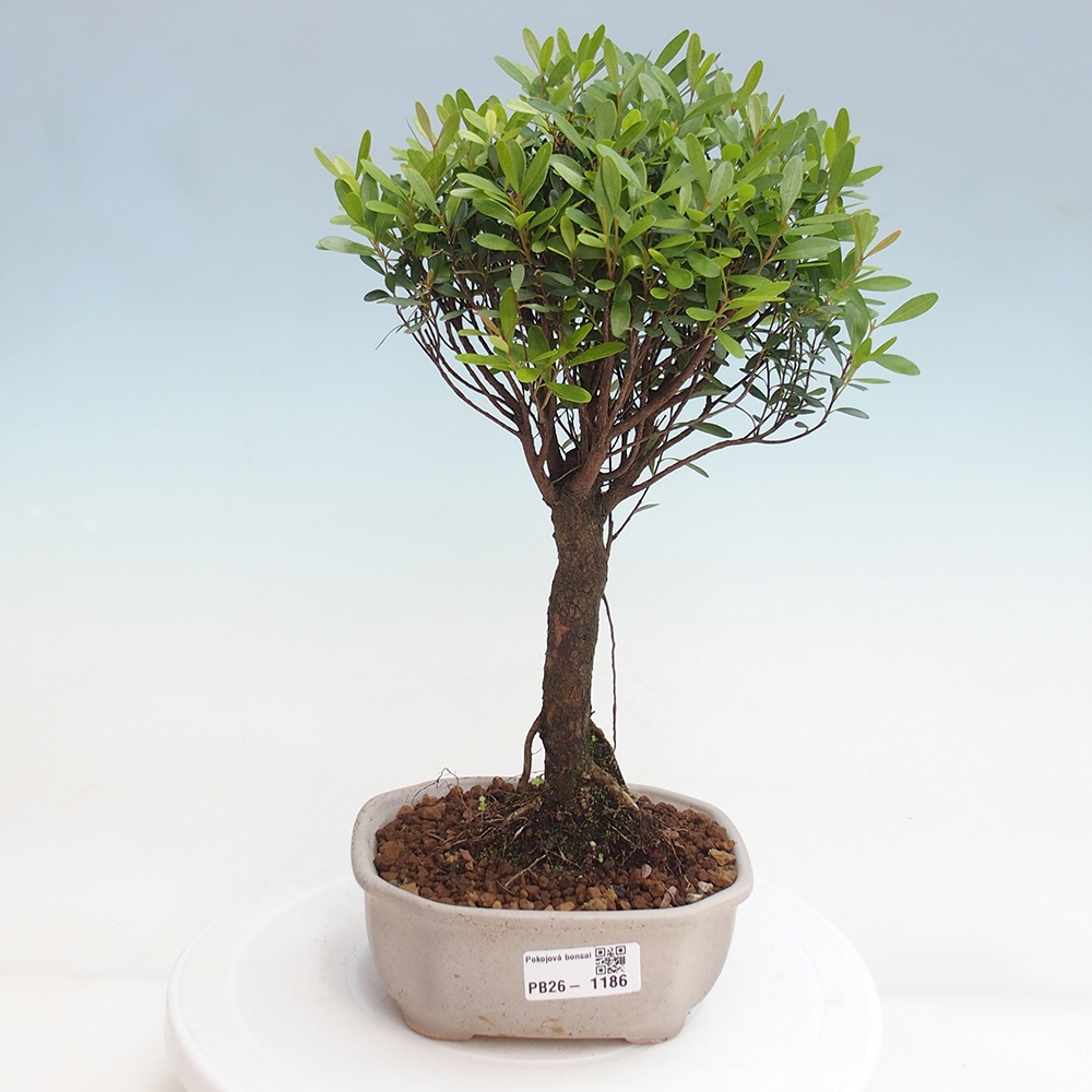 Zimmer Bonsai - Syzygium - Piment