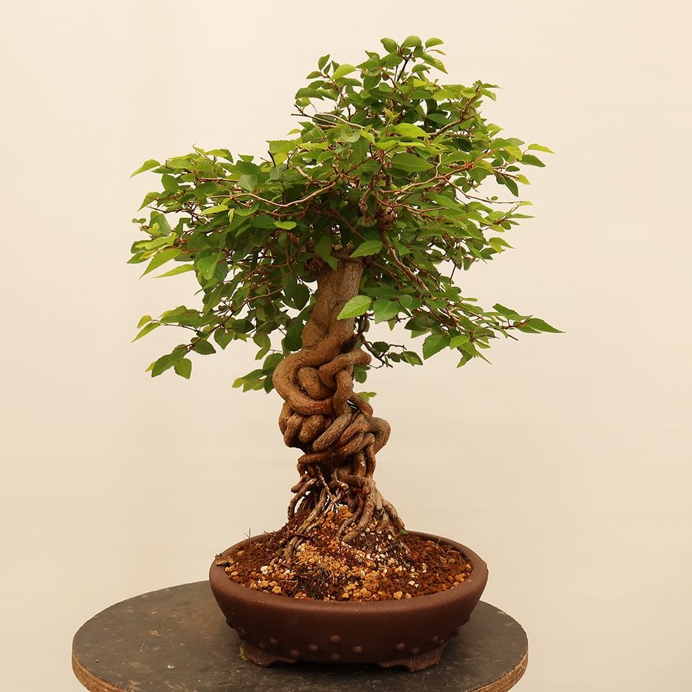 Bonsai im Freien - Carpinus Coreana - Koreanische Hainbuche