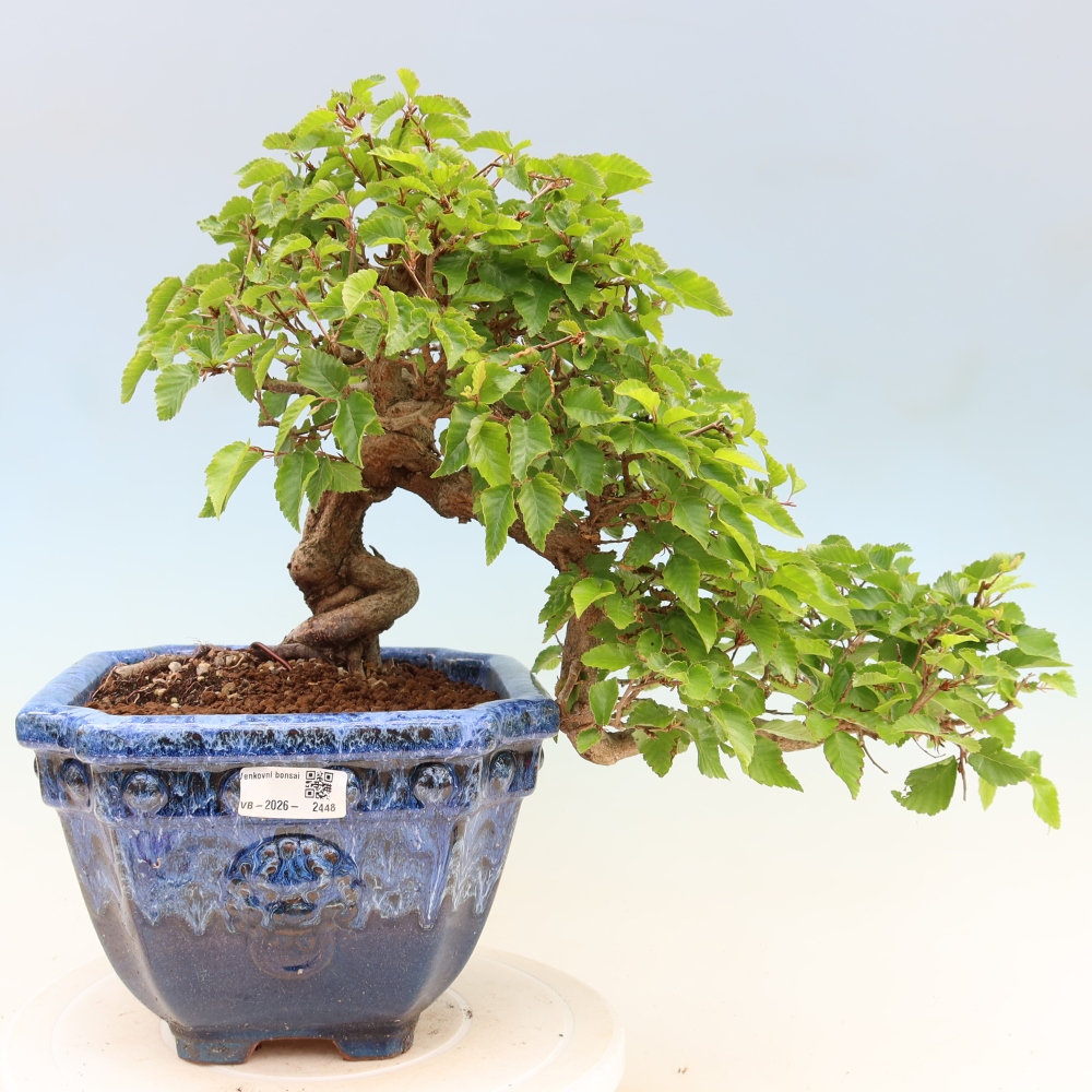 Bonsai für draußen - Karpinus Coreana - Koreanische Hainbuche