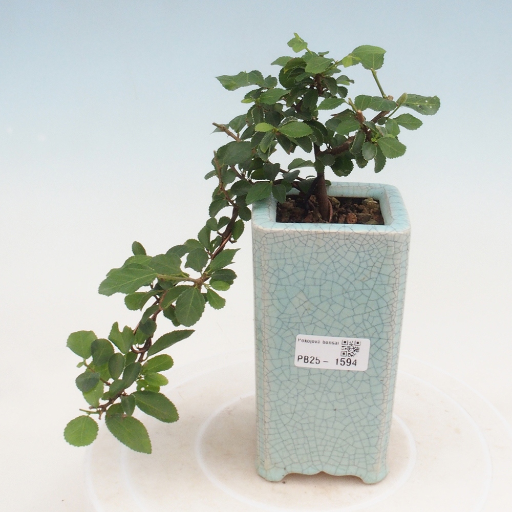 Zimmerbonsai - Grewia occidentalis - Lavendelstern