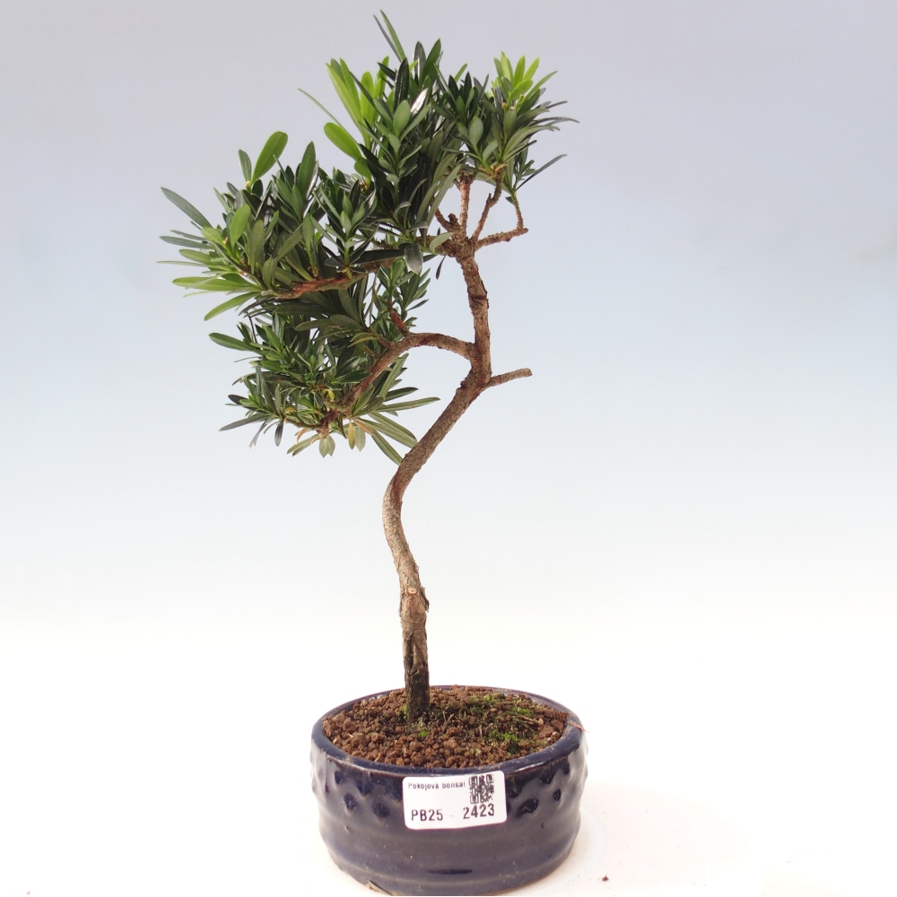 Indoor-Bonsai - Podocarpus - Stein tausend