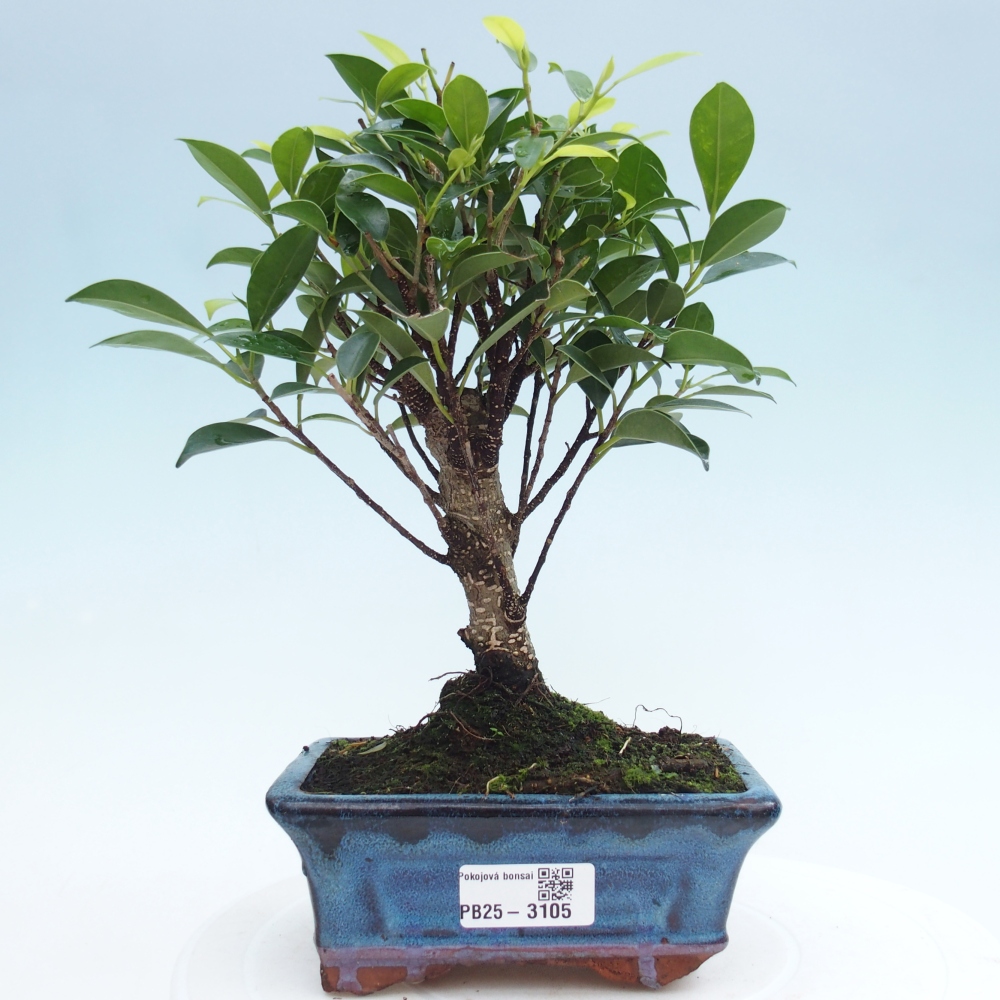 Zimmerbonsai - Ficus retusa - kleinblättriger Ficus