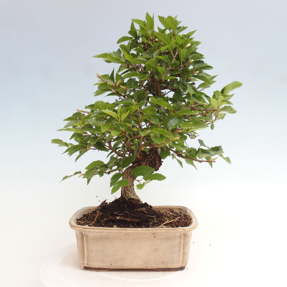 Bonsai im Freien -Carpinus CARPINOIDES - Koreanische Hainbuche