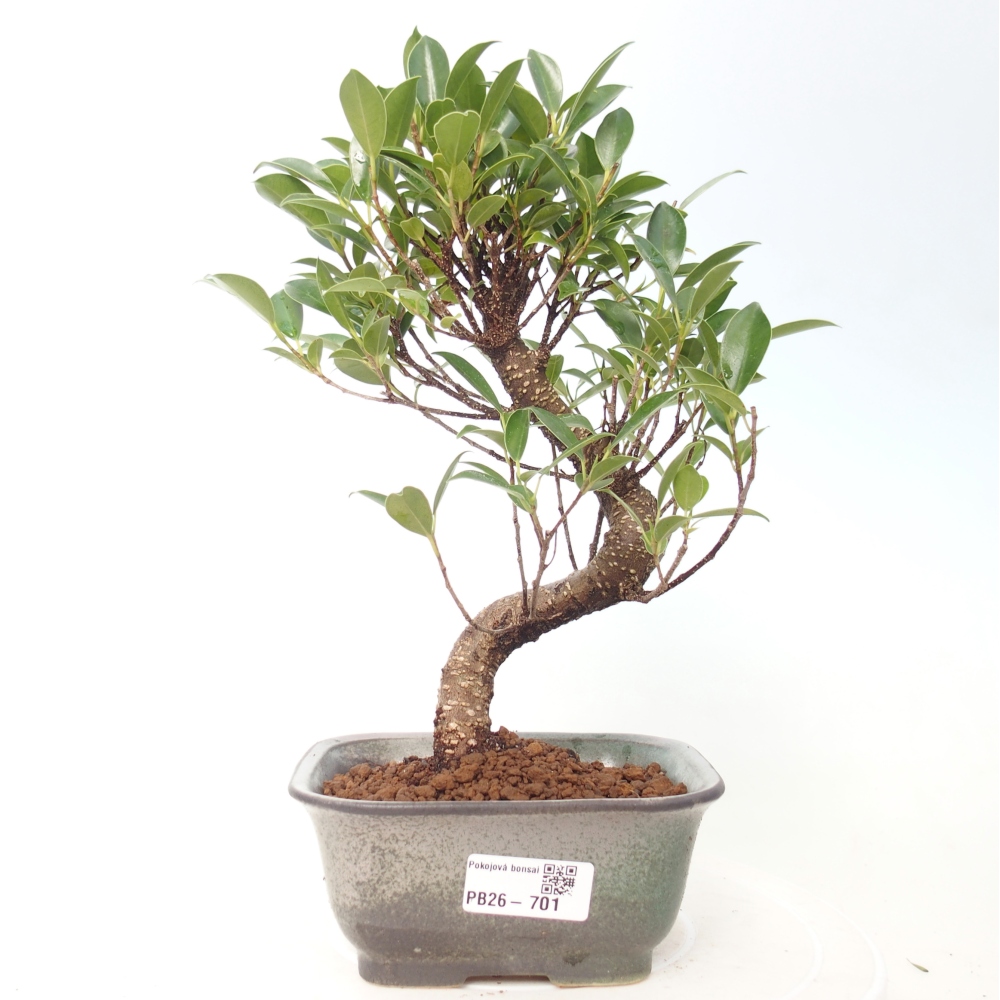 Zimmerbonsai - Ficus retusa - Kleinblättriger Ficus