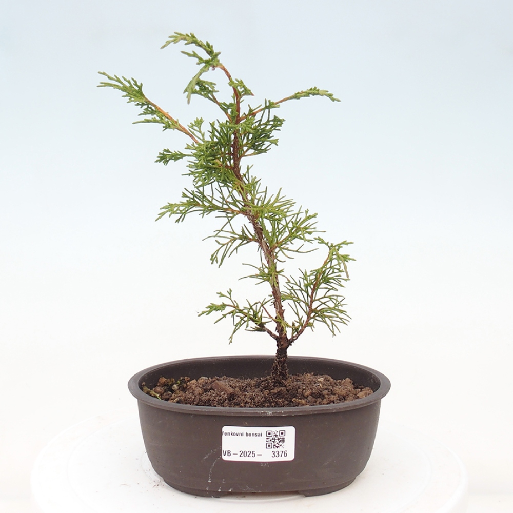 Outdoor bonsai - Juniperus chinensis Itoigawa - Chinese juniper