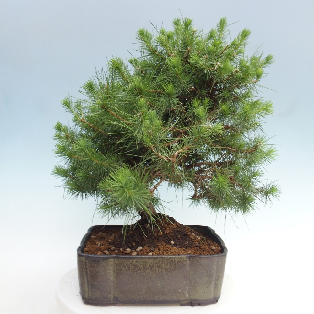 Zimmer Bonsai-Pinus halepensis-Kiefer von Aleppo