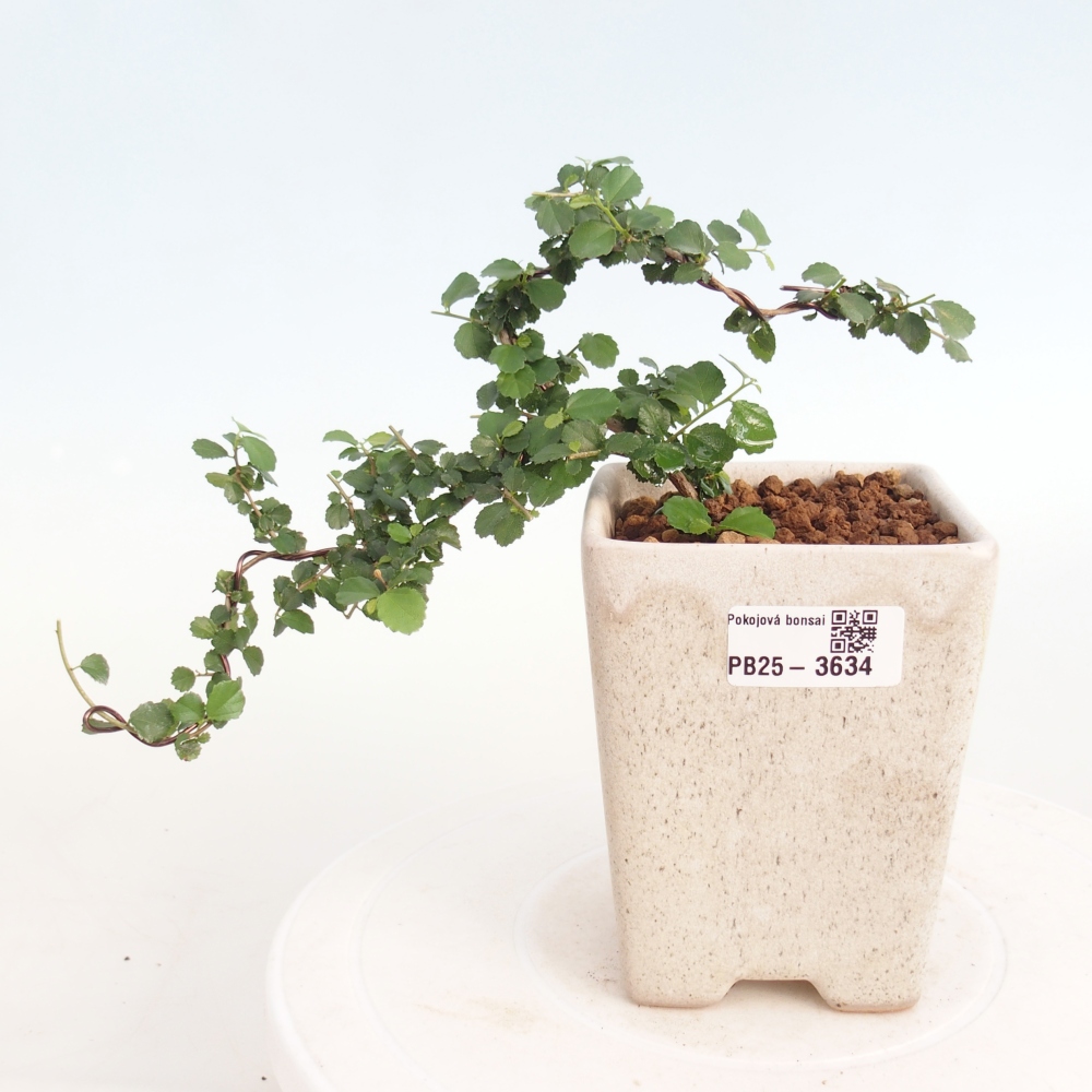 Zimmerbonsai - Grewia sp. - Grewia malafolia