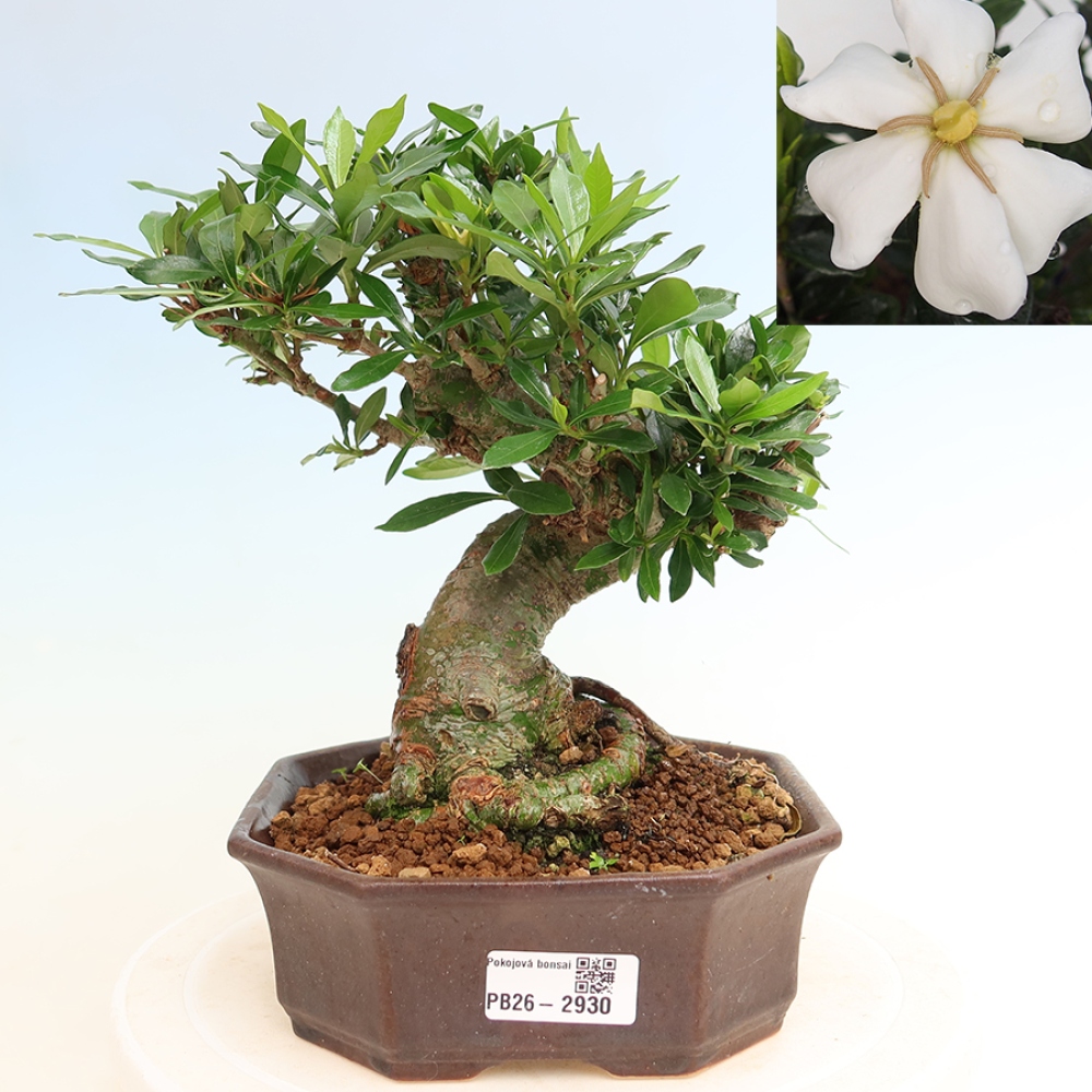 Zimmer Bonsai - Gardenia jasminoides-Gardenia