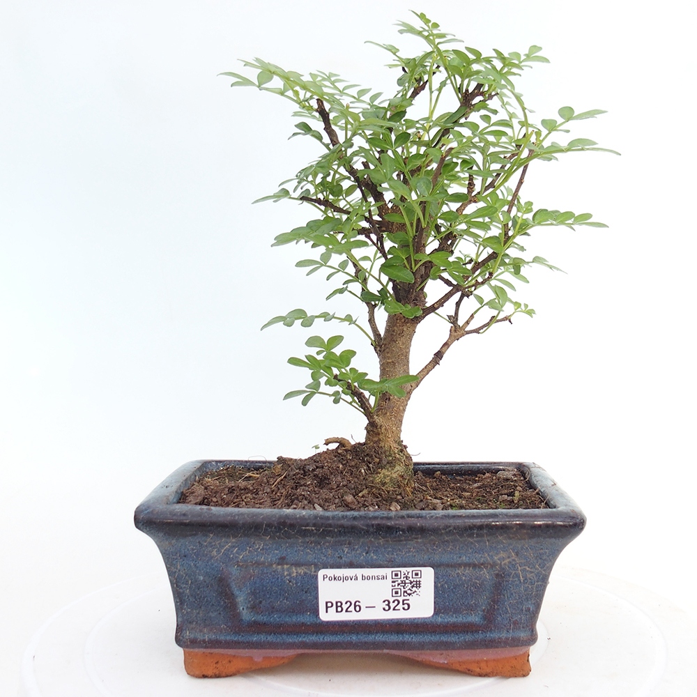 Zimmer Bonsai - Zantoxylum piperitum - Pfefferbaum
