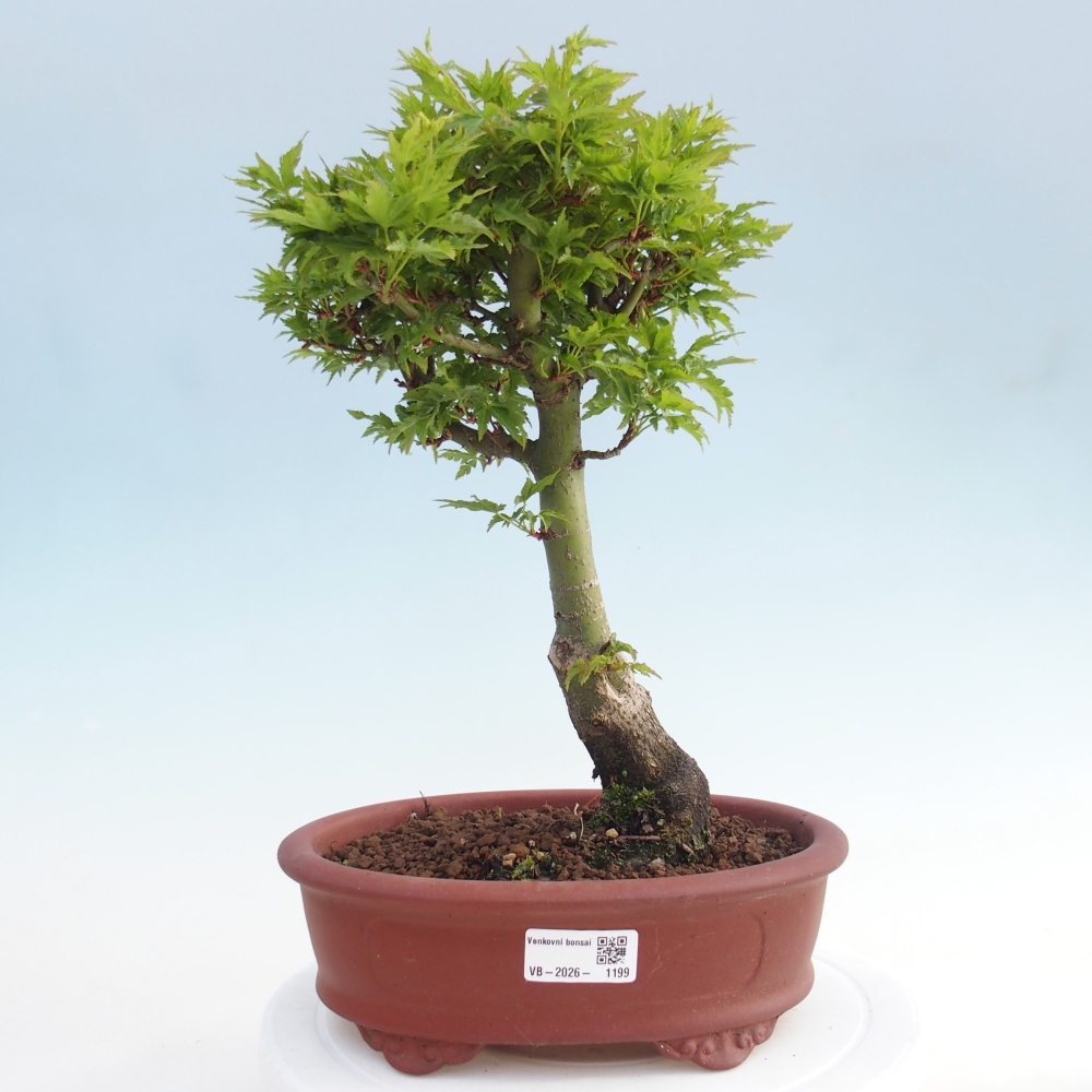 Bonsai für draußen -Javor-Palme Acer palmatum Shishigashira