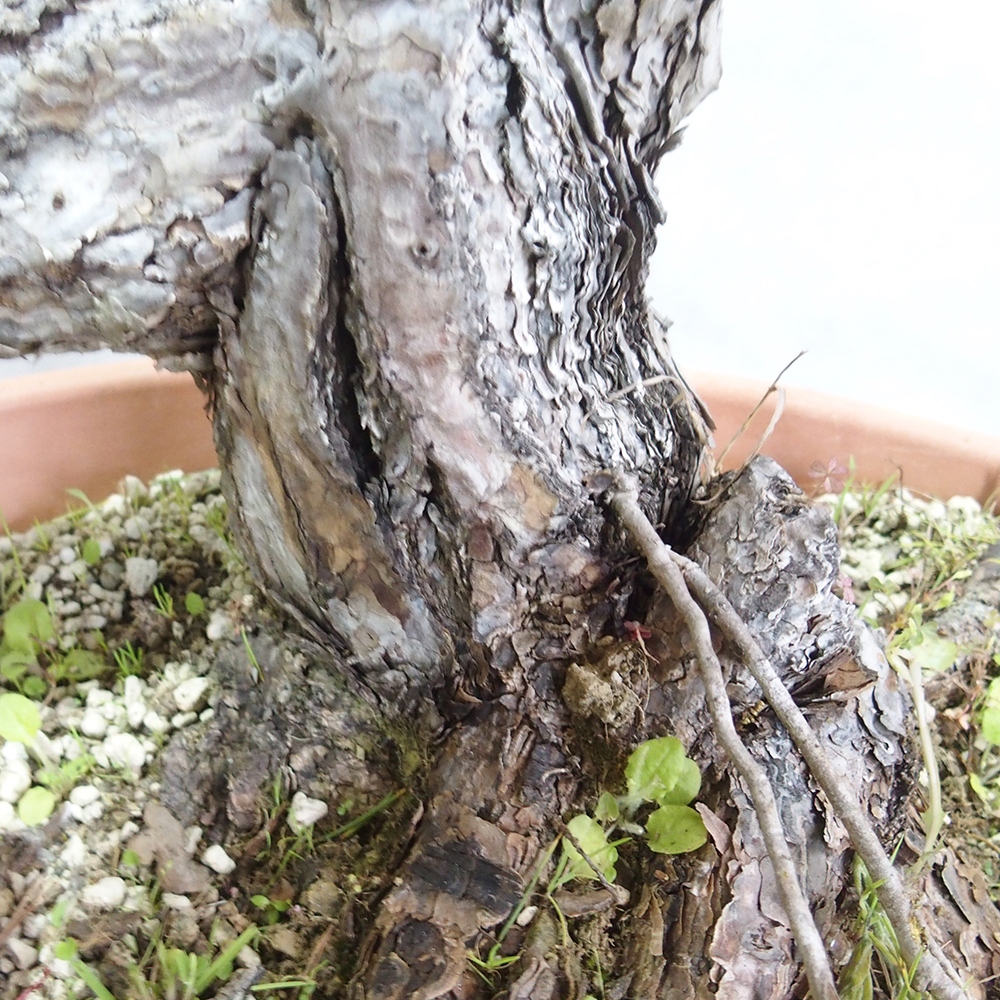 Yamadori - Pinus sylvestris 
