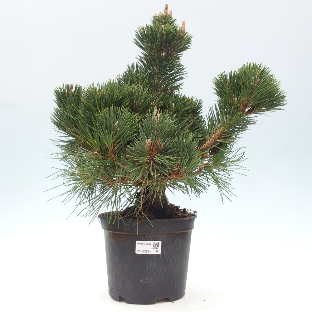 Bonsai für draußen - Pinus thunbergii senjyumaru - Thunberg-Kiefer