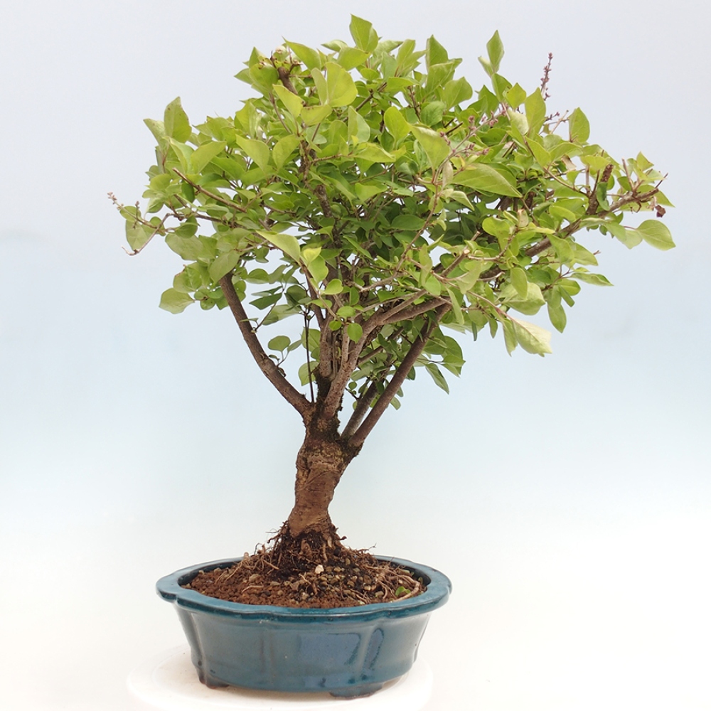 Bonsai im Freien – Syringa Meyeri Palibin – Meyers Flieder