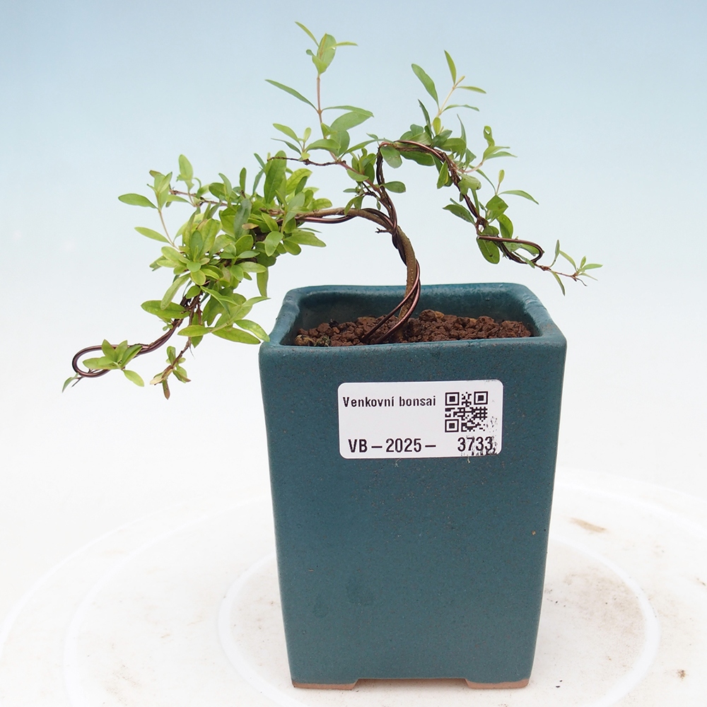 Zimmer Bonsai-PUNICA Granatum Nana-Granatapfel
