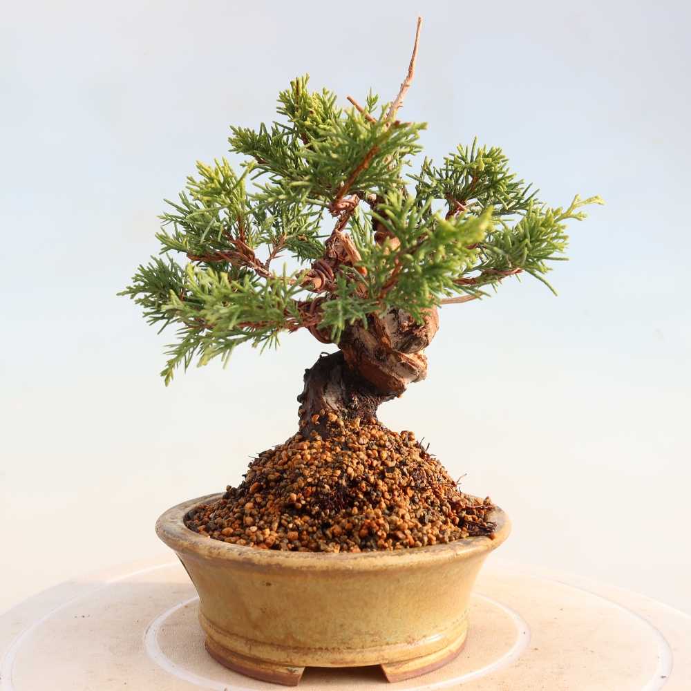 Outdoor bonsai - Juniperus chinensis Itoigawa - Chinese juniper