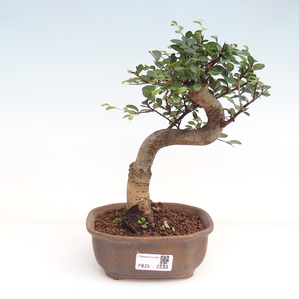 Zimmer Malolistý Ulme Bonsai