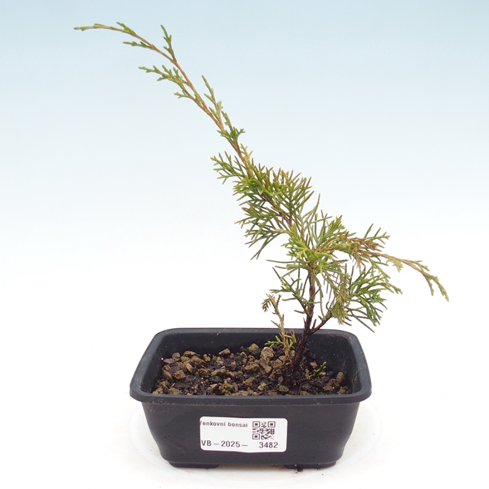 Bonsai für draußen - Juniperus chinensis Itoigawa