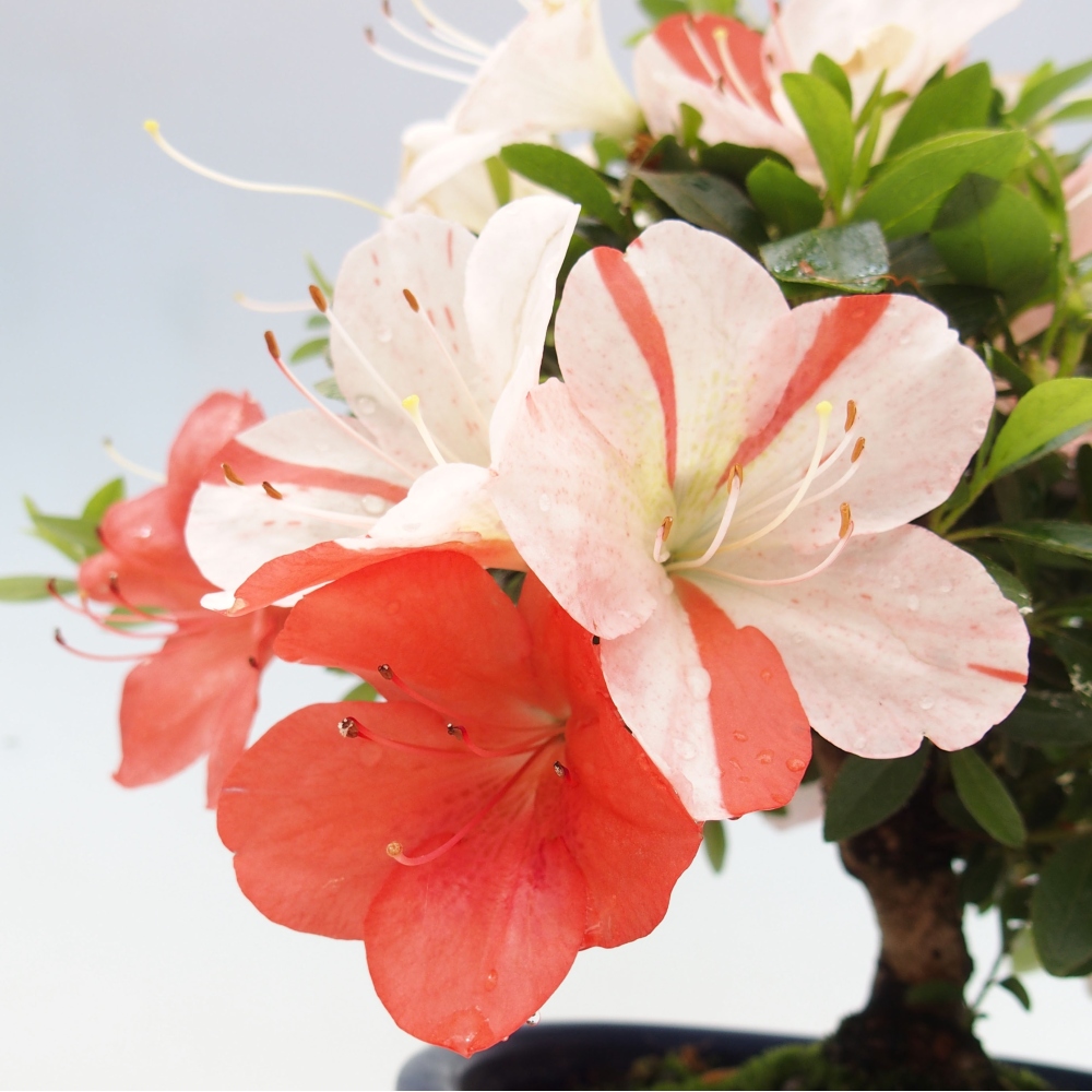 Bonsai im Freien - Japanische Azalee - Azalea Asazakura