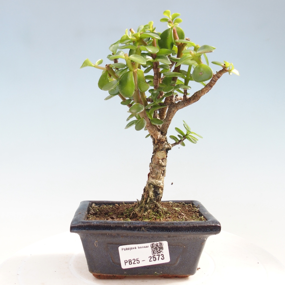 Zimmerbonsai - Portulakaria Afra - Tlustice
