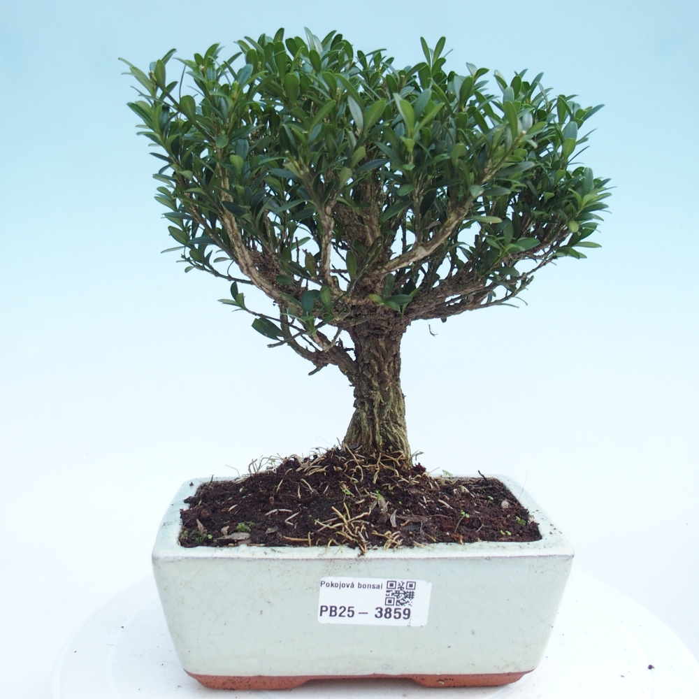 Zimmer Bonsai - Buxus harlandii - Korkbuxus