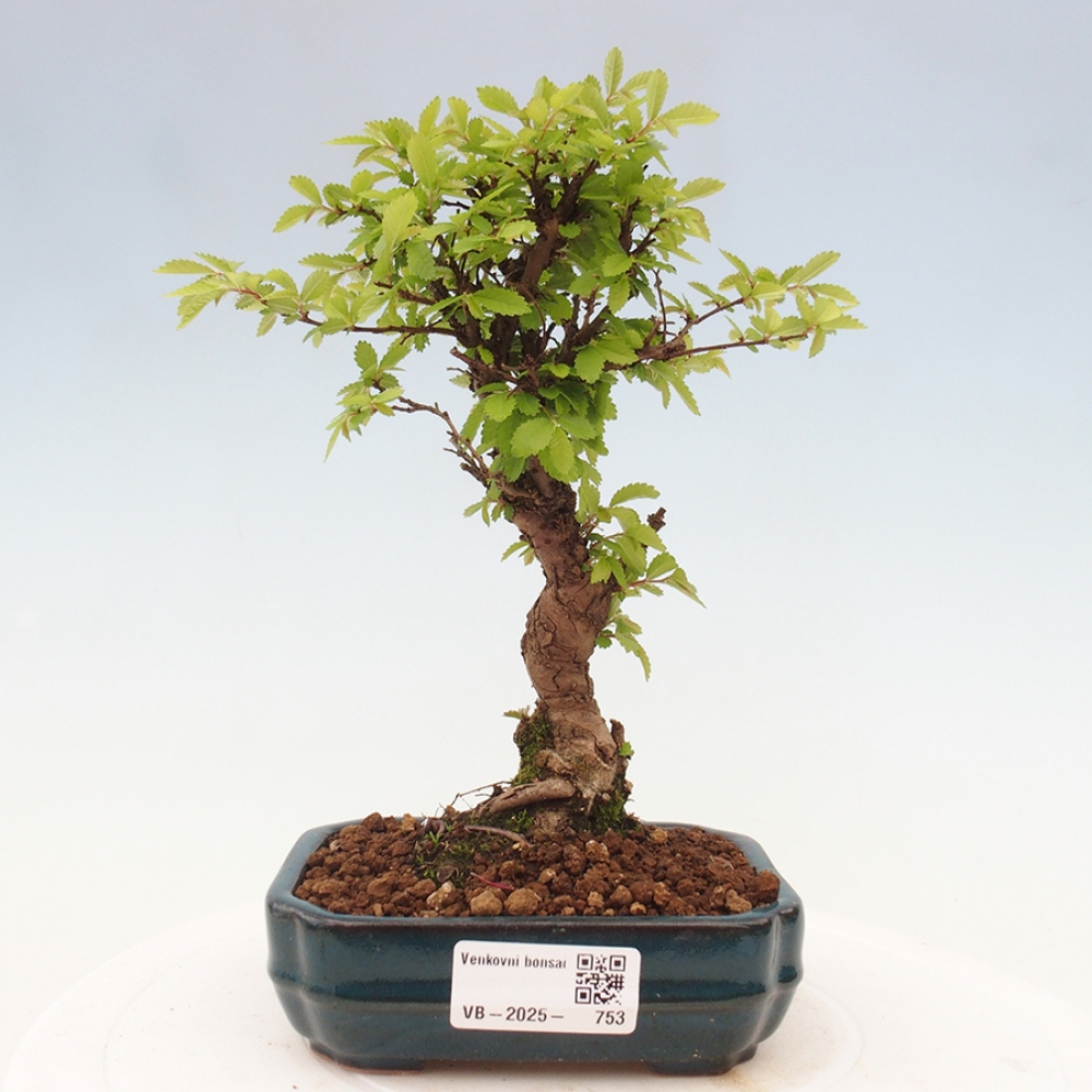 Bonsai im Freien - Zelkova - Zelkova NIRE