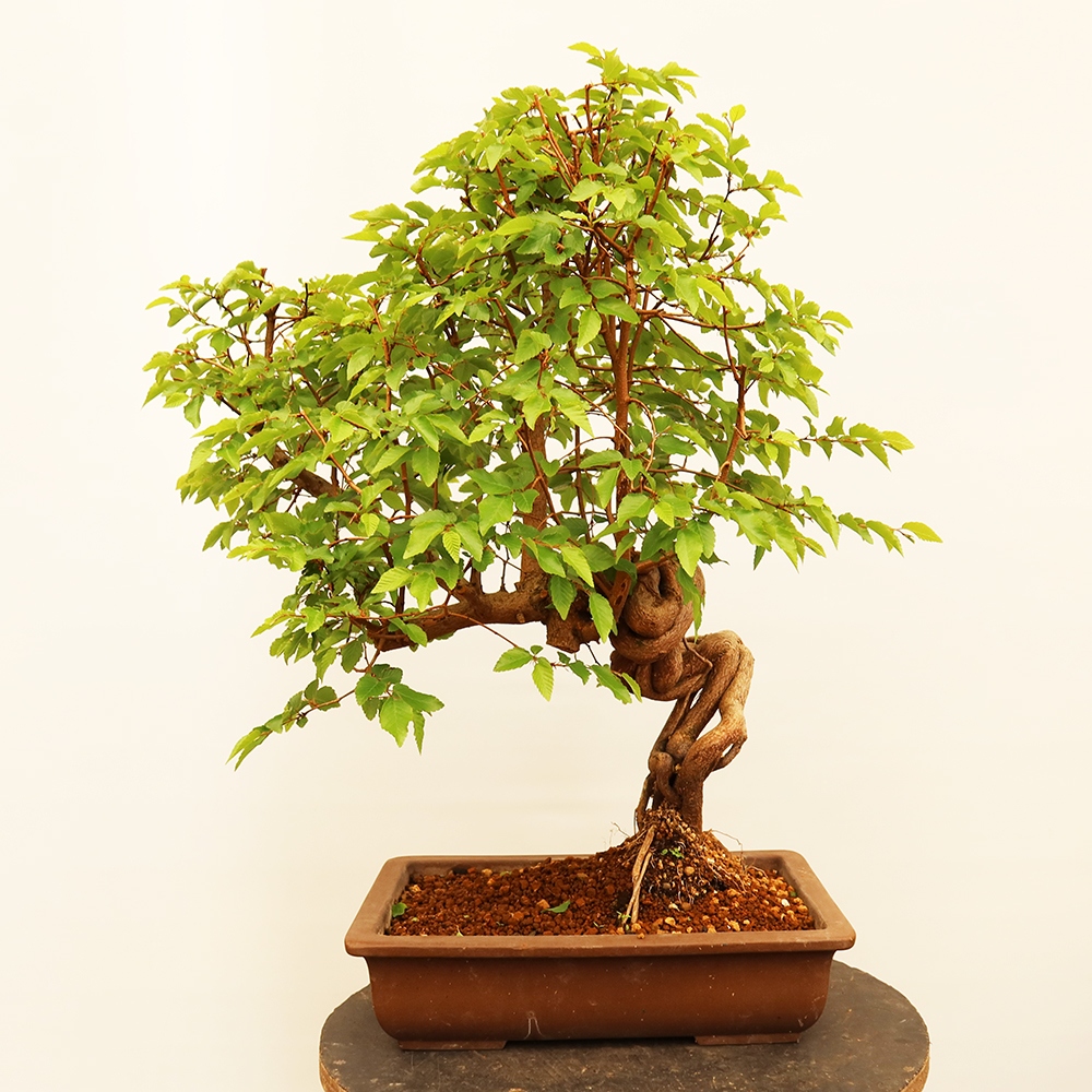 Bonsai im Freien - Carpinus Coreana - Koreanische Hainbuche