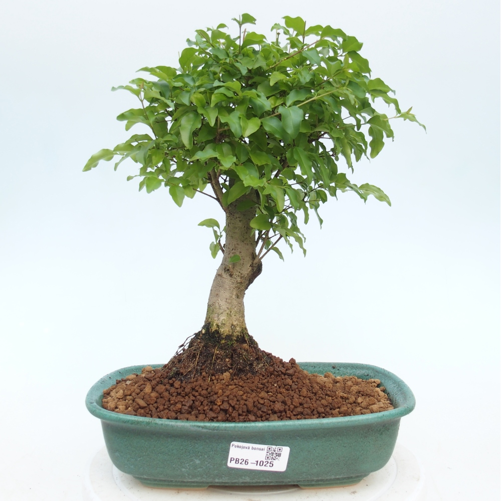 Zimmerbonsai - Ligustrum chinensis - Vogelperspektive