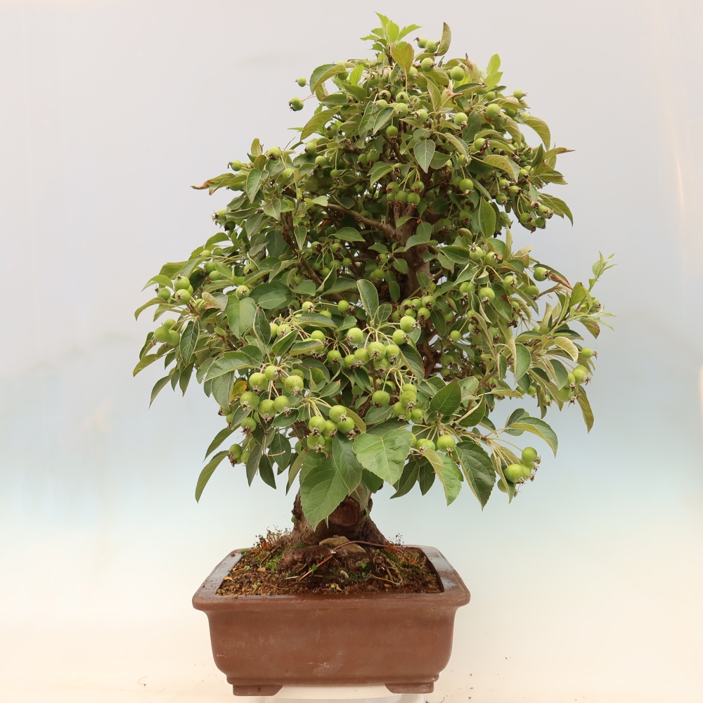 Bonsai im Freien - Malus halliana - Kleinfruchtiger Apfelbaum