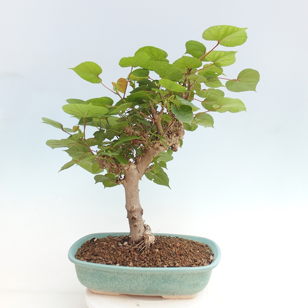 Zimmerbonsai - Hibiscus tiliaceus - Meereshibiskus