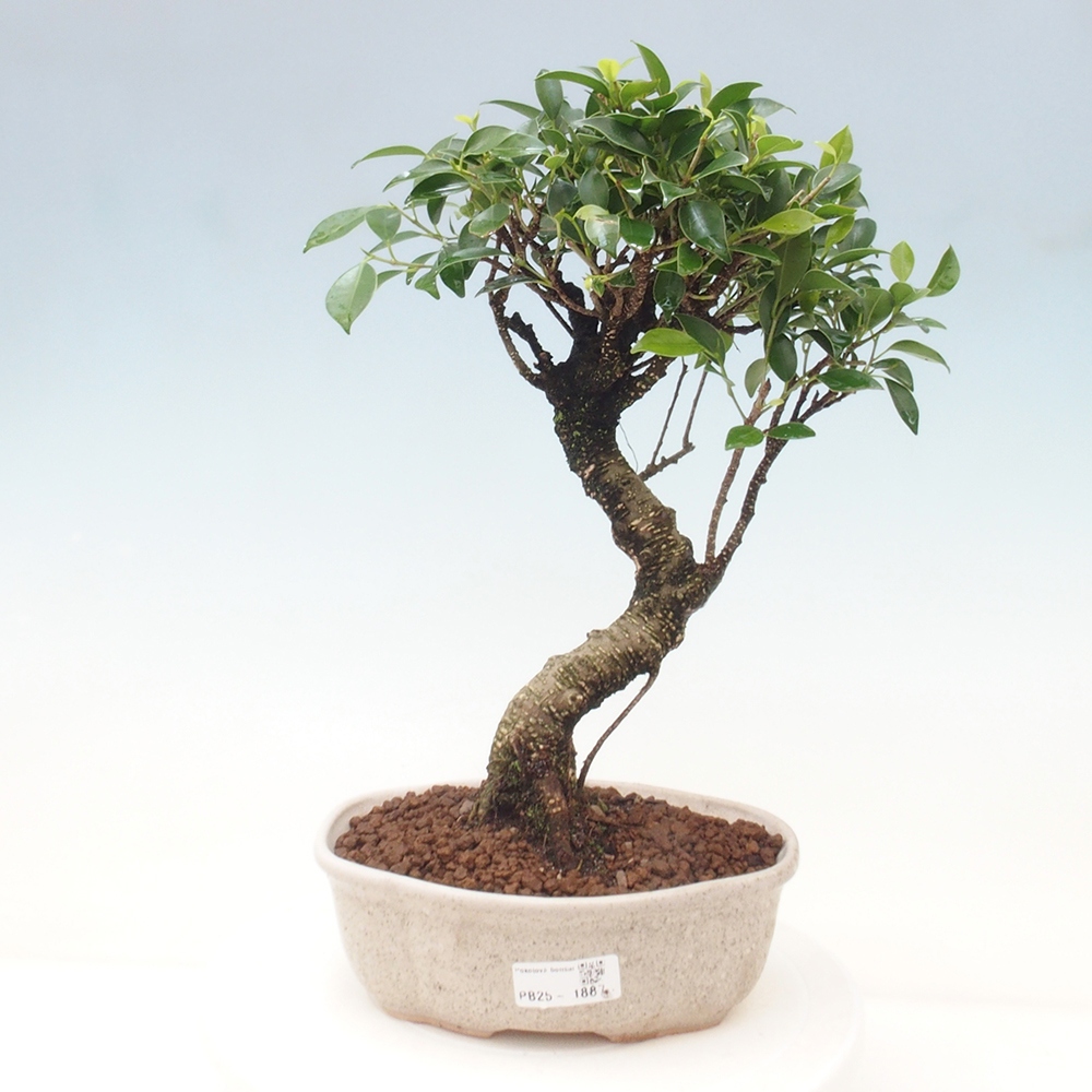 Indoor-Bonsai - Ficus retusa - kleiner Ficus