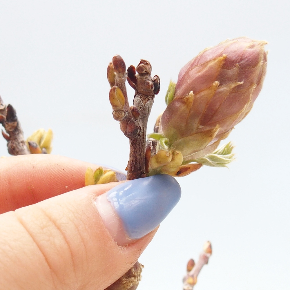 Bonsai für draußen - Wisteria floribunda