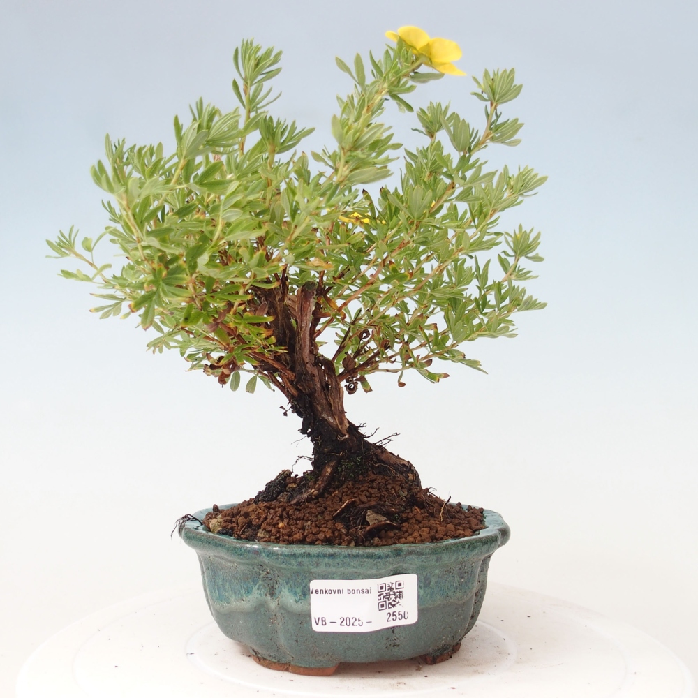 Outdoor-Bonsai-Fingerkraut - Potentila fruticosa gelber Vogel