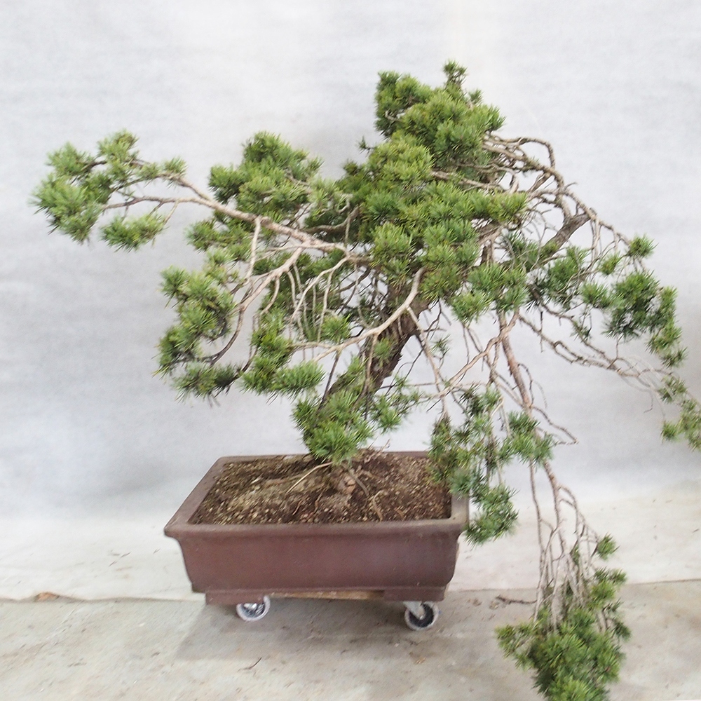 Yamadori - Pinus sylvestris 