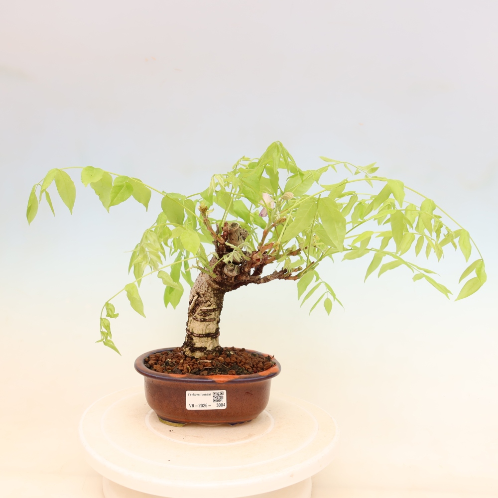 Bonsai für draußen - Wisteria floribunda