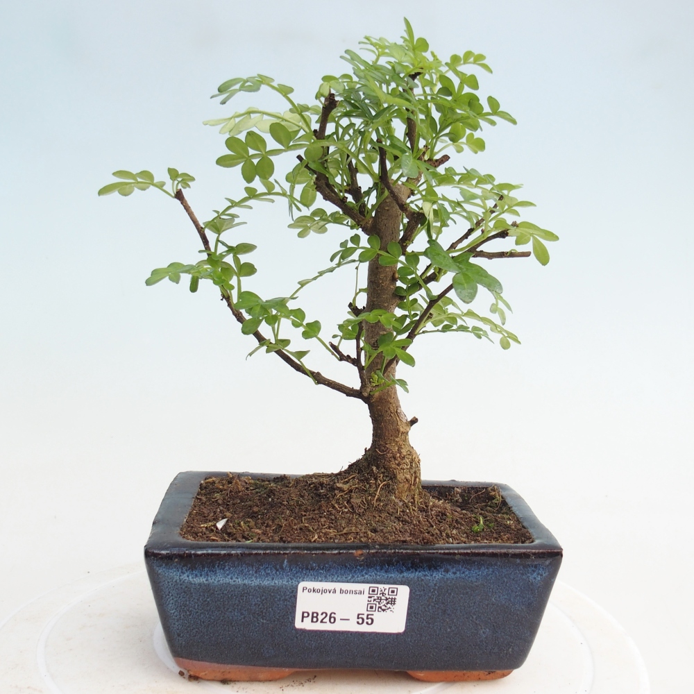 Indoor-Bonsai - Zantoxylum piperitum - Pfefferminze