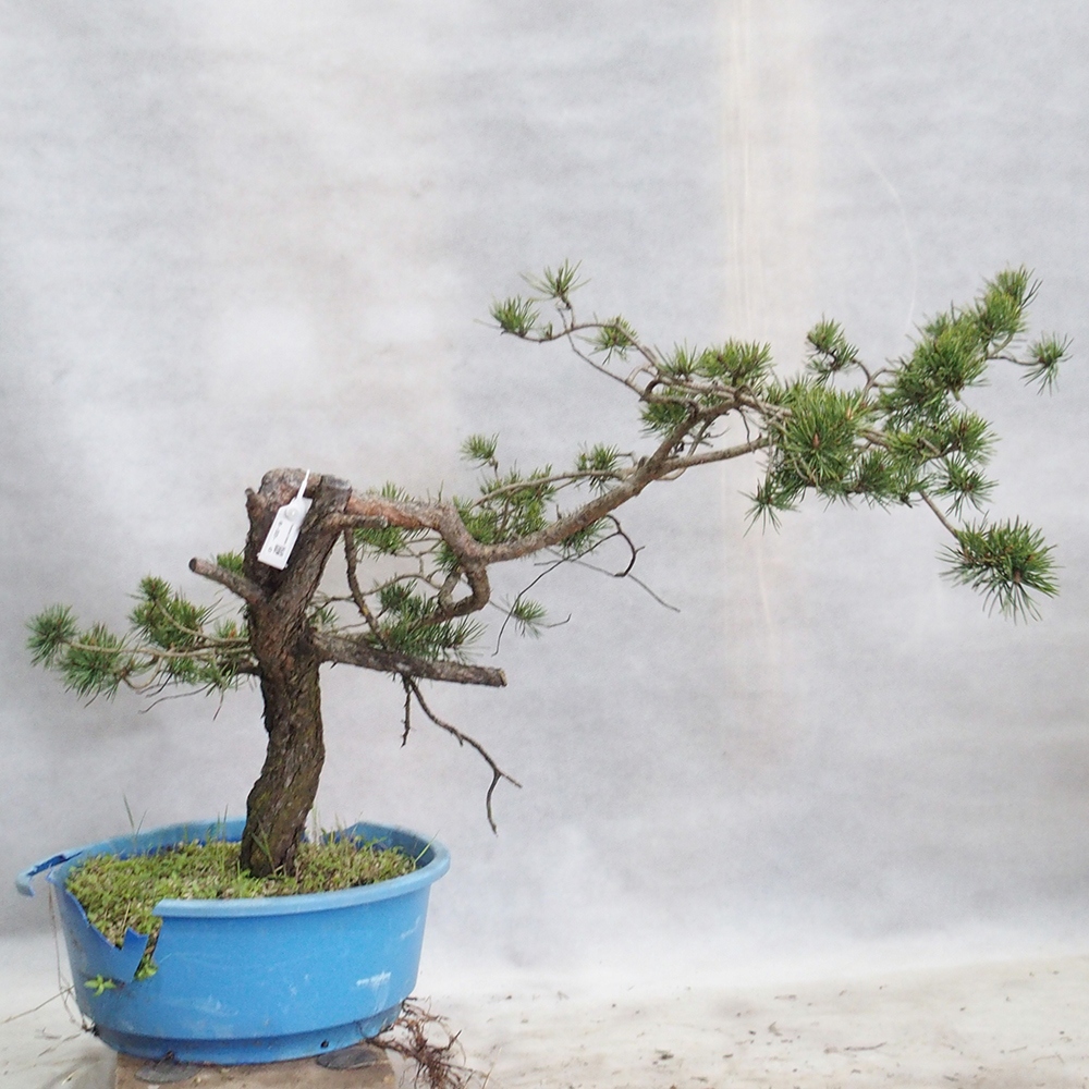 Yamadori - Pinus sylvestris 