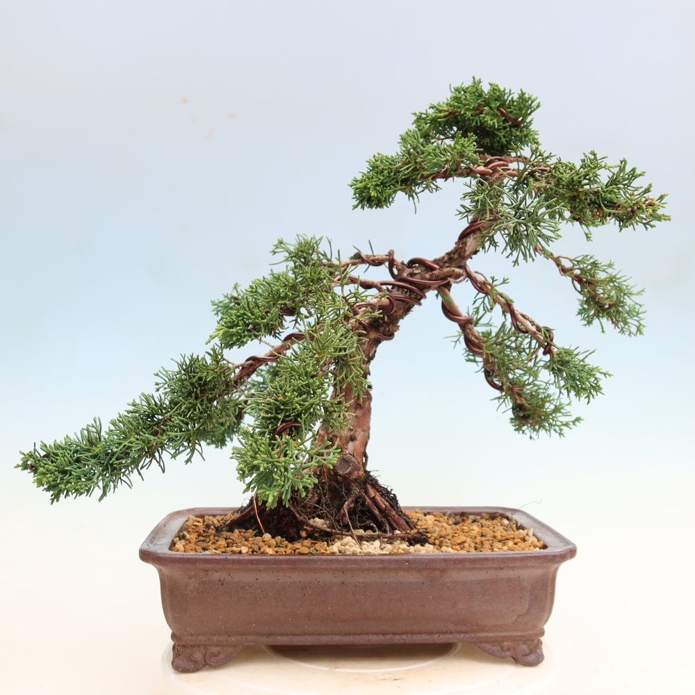 Bonsai für draußen - Juniperus chinensis Kishu
