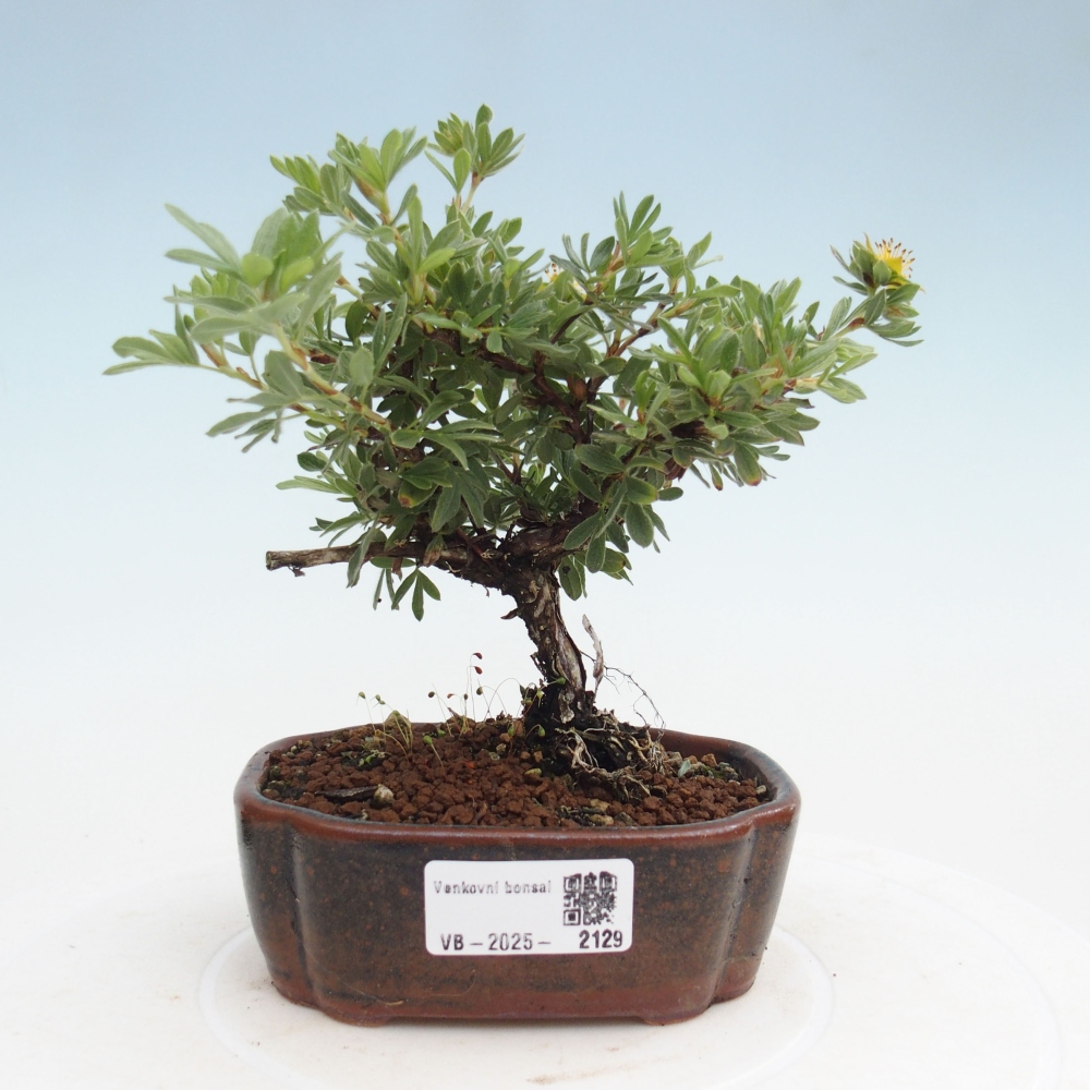 Outdoor-Bonsai-Fingerkraut - Potentila fruticosa gelber Vogel