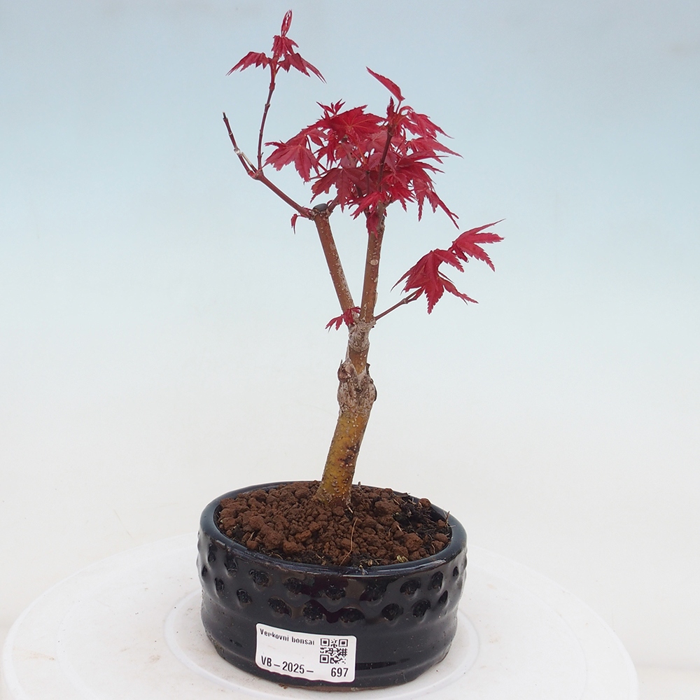 Outdoor bonsai - dlanitolistý klon - Acer palmatum DESHOJO