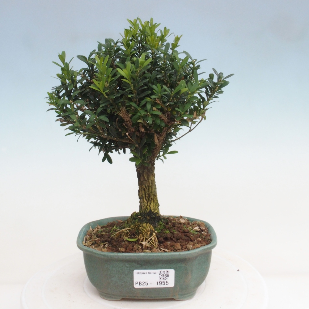 Zimmerbonsai - Buxus harlandii - Korkbuchsbaum