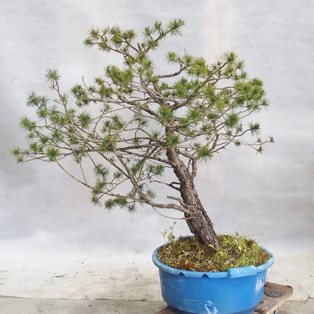 Yamadori - Pinus sylvestris 