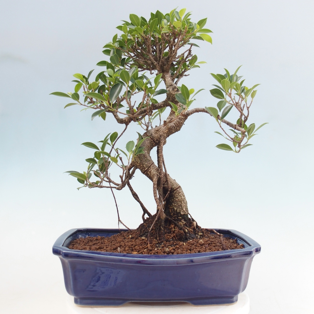 Zimmerbonsai - Ficus kimmen - Kleinblättriger Ficus