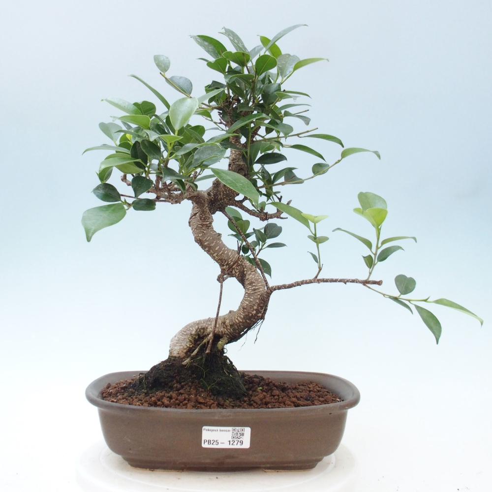 Indoor-Bonsai - Ficus kimmen - kleinblättriger Ficus