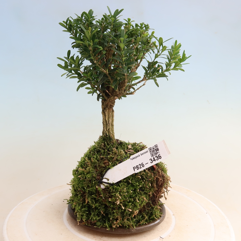 Kokedama mit Untersetzer – Buxus harlandii – Kork-Buchsbaum  
