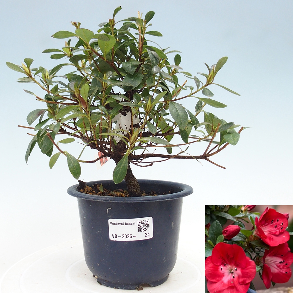 Bonsai für draußen - Japanische Azalee - Azalea Benibeni